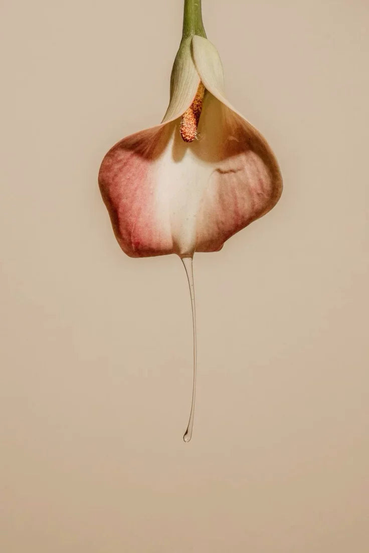 The Clitoris Is Bigger Than You Think: An Anatomical Deep Dive